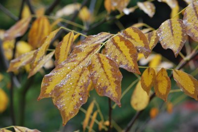 Cladrastis lutea 'Perkins Pink' - křehovětvec - list podzim